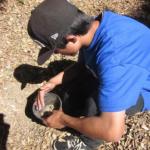 Planting Oaks